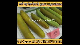 क्यों होते हैं इस देश में इतने बड़े बड़े फल और सब्जियां???Why alsaka?#facts