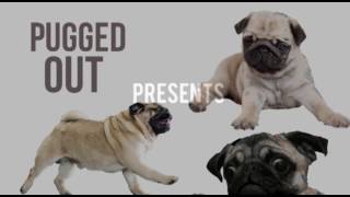 Diet & Exercise for Your Pug