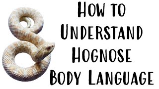 How to understand hognose body language