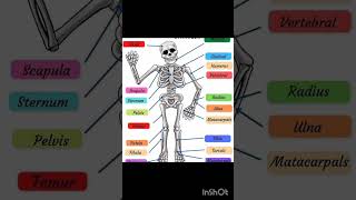 Human skeleton #humanskeleton  #humanskeletalsystem