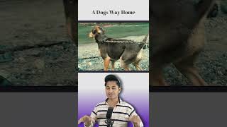 A Innocent Dogs Love Movie Explained IN hindi Urdu #Shorts #movieexplained #Viral