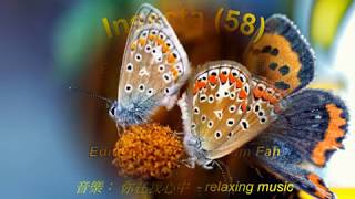 Insecta (58) - Beautiful Butterfly_38