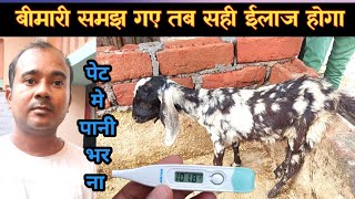 बीमार मेमने का सही ईलाज |Bimar Memna Sahi Ho Gya |Memne ka elaj |Goat kid |Vimalumrao