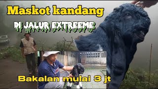 Kambing Kaligesing BREEDING Pejantan Bakalan maskot kandang berkerandah di jual..!!!