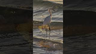 Marco Island Florida- Beach walk at sunset w/shorebirds #floridabeaches #naturephotos #gulfofmexico