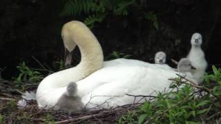 Schwan vom Ohlsdorfer Inselteich mit 6 Jungen