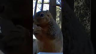 It's rude to stare at someone while they eat. #feedingsquirrels #crittercam #cattv #squirrels