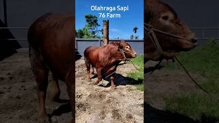 olahraga sapi 76 farm #sapibalap99 #cow #sapiartis #sapijumbo #iduladha