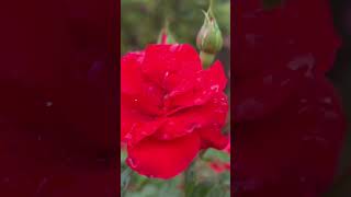 MashAllah ❤️ Beauty of nature 🌹💐💫✨ #viralvideo