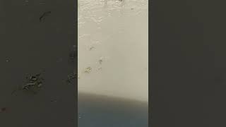 Discovering the Incredible Sucker Fish in Buriganga River! 🐟