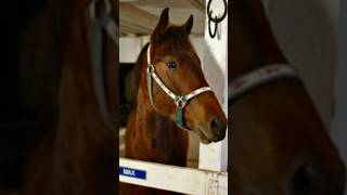 Loss at Graceland: Remembering Recently Departed Horses