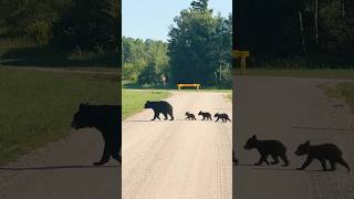 Ce genre de moment magique, hors du temps! #ours #roadtripcanada #tourdumonde