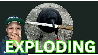 CROW WITH KNIFE IS TAKING OFF CAW GOING CRAZY