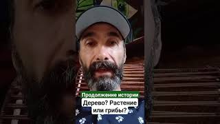 Растения учителя, дерево или грибы? Что выбрать? #изменитьжизнь #мухомор #растенияучителя #аяваска