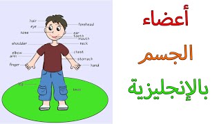 أسماء اعضاء جسم الانسان بالانجليزية