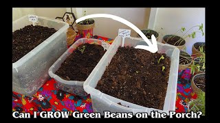 We are TRYING to Grow Green Beans on the Porch!