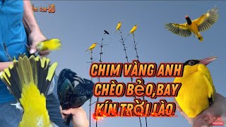 Theo chân thợ bẫy chim/vàng anh,chèo bẻo bay kín trời Lào/độc lạ sầm sơn-HD