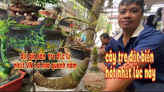 đại gia sầm sơn đang sở hữu cây tre đột biến độc lạ nhất vn ra hoa quanh năm hót nhất lúc này