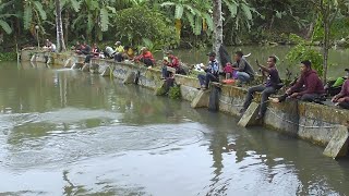 NILA VILA CIBOGO MANCING BORONGAN 5 JUTA