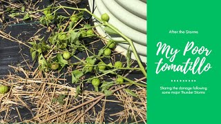 After the Severe Storm - Assessing the damage in the Garden - My poor Tomatillo's!