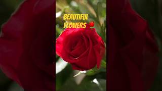 Beautiful Flowers#music#song #hindisong#bollywoodsongs #youtubeshorts#flowers #musicalnature #shorts