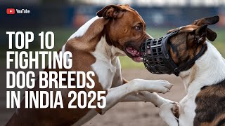 Top 10 Fighting Dog Breeds in India 2025 – Power & Strength | Petsinfomania