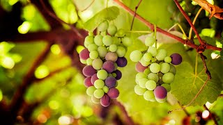 How to plant and train vines to Climb a Fence using rope