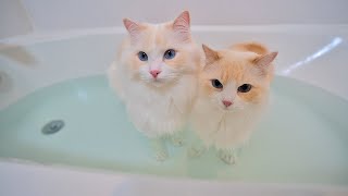 Why do Cats Hate Water So Much? | The Cat Butler