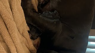 Micro bully giving neutral birth￼ at home