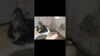 My Cat | #spiritualsereniy # #shots #shortfeed #shortfeeds