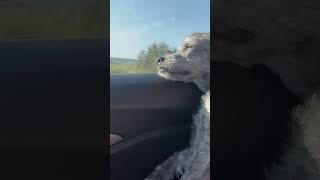 Long Day #dog #sleepingdogs #longday #carride #animals