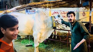 JDC Qurbani 2024 || Sab SE Bara Sibbi Ka Bail || 200 Ount Allah ki Shan || Sala Bhe Mil Gaya Waha