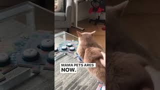 I want all the pets | AresSpeaks