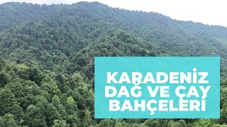 KARADENİZ DAĞ ÇAY BAHÇESİ | MANZARANIN GÜZELLİĞİ