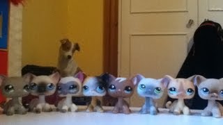 All My LPS Short-Haired Cats (Requested)