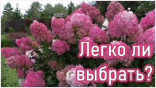 Чтобы потом не искать 10 отличий!  Гортензия метельчатая - какие соцветия бывают?