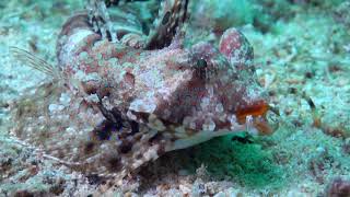 Fingered Dragonet (Dactylopus dactylopus) - Face Close Up - Philippines