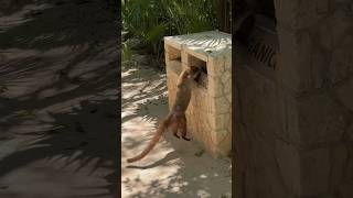 Coati digs through trash can