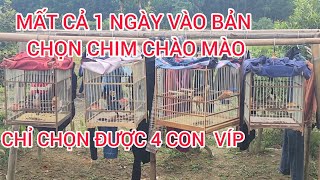 375 | MẤT CẢ NGÀY VÀO BẢN CHỌN MẤY CHỤC CHÚ CHÀO MÀO CHỈ BẮT ĐƯỢC 4 CHÚ HÀNG LOẠI 1... #0374961666