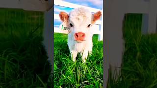 Baby cow 🐄 amazing animals 😂 cute #shortvideo #youtubeshorts