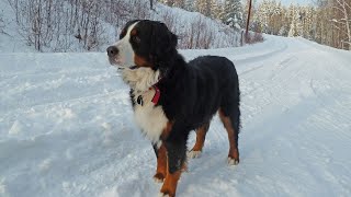 Bernese Mountain Dog Breeding Best Practices and Responsibilities