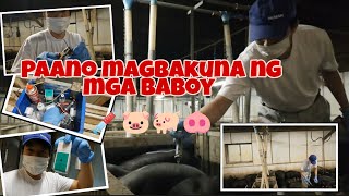 Paano mag bakuna ng mga alagang baboy fast and easy way | How to Vaccine pigs