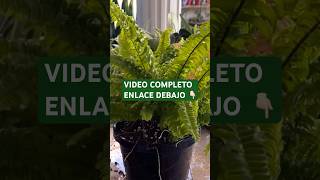 NUEVO VIDEO! PRIMER TRASPLANTE DE ESTE AÑO#jardín #plantastropicales #cuidados #