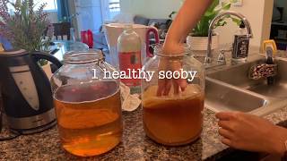 How to make kombucha |  first fermentation | easy home brewing