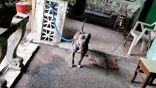 LAAG TA? (AMERICAN BULLY FUNNY REACTION)