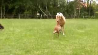 FUNNY BABY HORSE