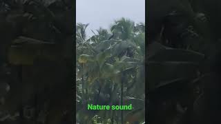 ASMR nature sounds peacock.. #loveanimals #birdslover #birdsounds