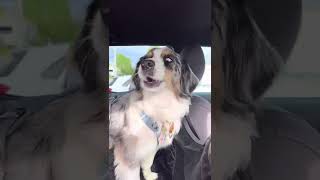 Dog sees mom and her reaction is priceless 🥹🐶💕