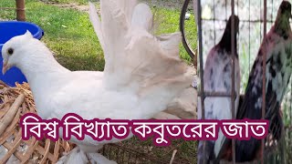 দেখুন পৃথিবীর বিখ্যাত কবুতরের জাতগুলো