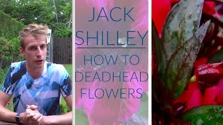 How To Deadhead Flowers! | Jack Shilley